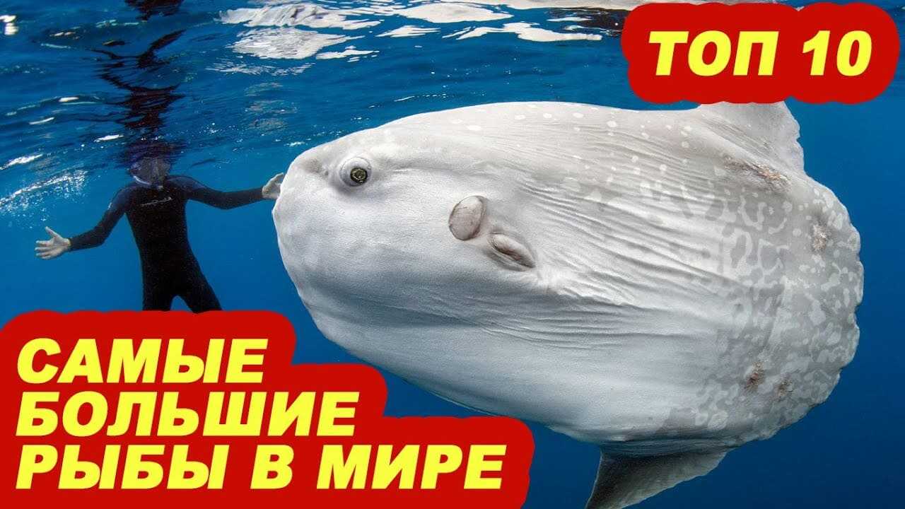 10 самых больших рыб в мире
