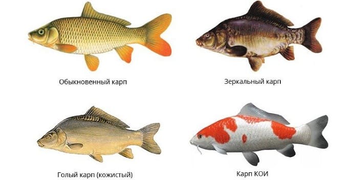 Виды карпа