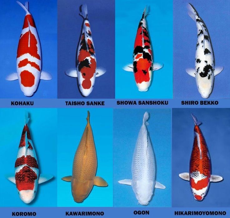 Карпы