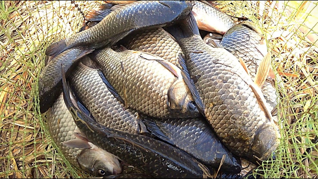 Рыбалка на карася