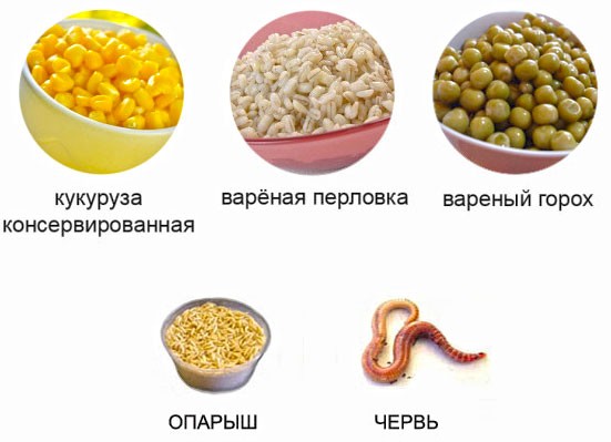 Наживки и насадки для рыбалки на карася