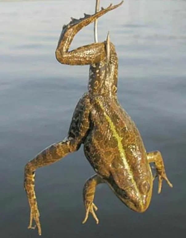 Лягушка
